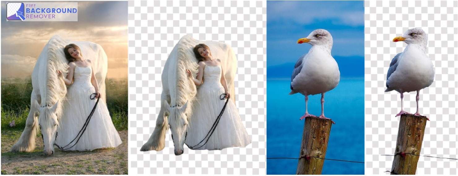 Lady in white with white horse - seagull