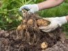 A Comprehensive Guide To Potato Harvesting And Processing