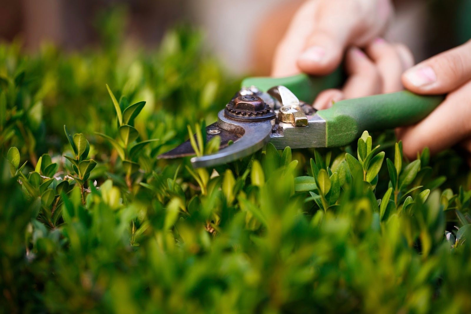 The Most Popular Landscaping Services in Toronto