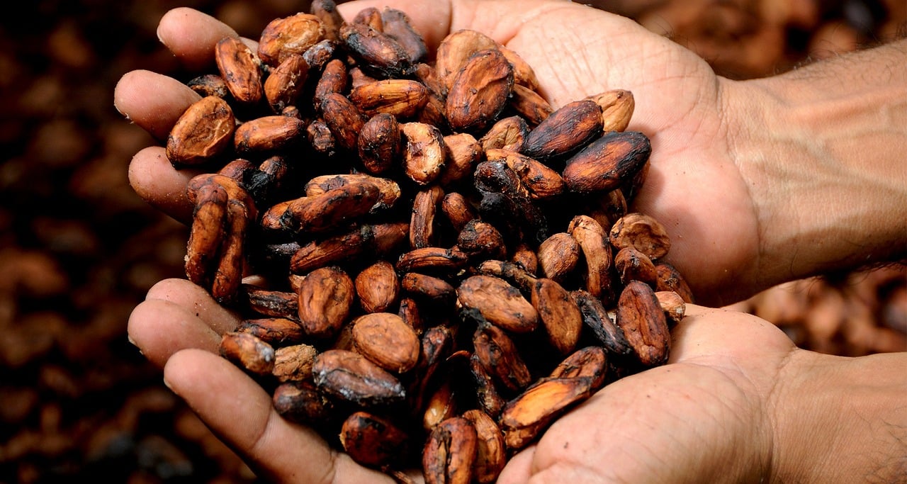 Global Cocoa Prices Reach Record High