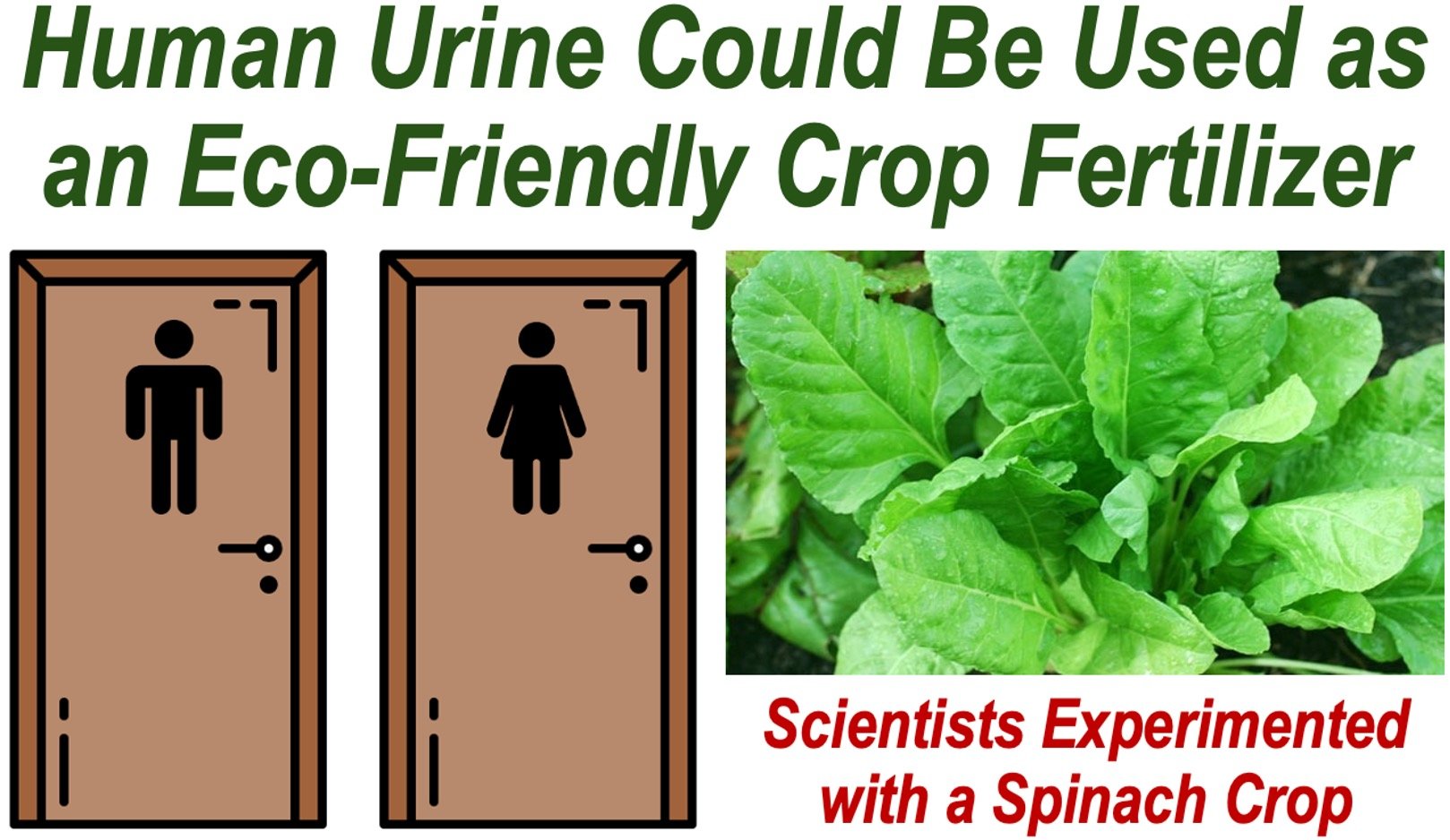 A spinach crop, two toilet doors, and a sentence about Recycling Human Urine as a fertilizer for crops.