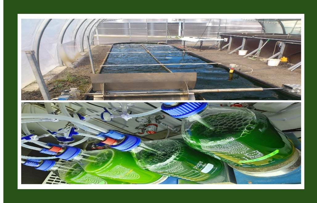 Biodegradable Plastics from Algae - thumbnail image.