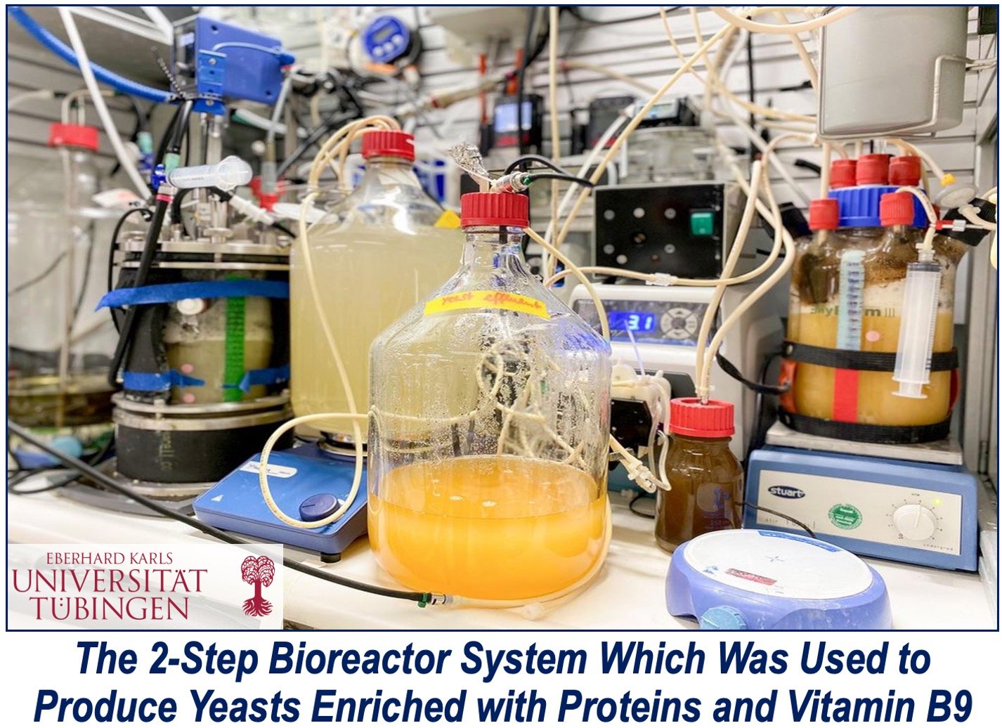 Bioreactor system used to produce yeasts enriched with proteins & vitamin B9.