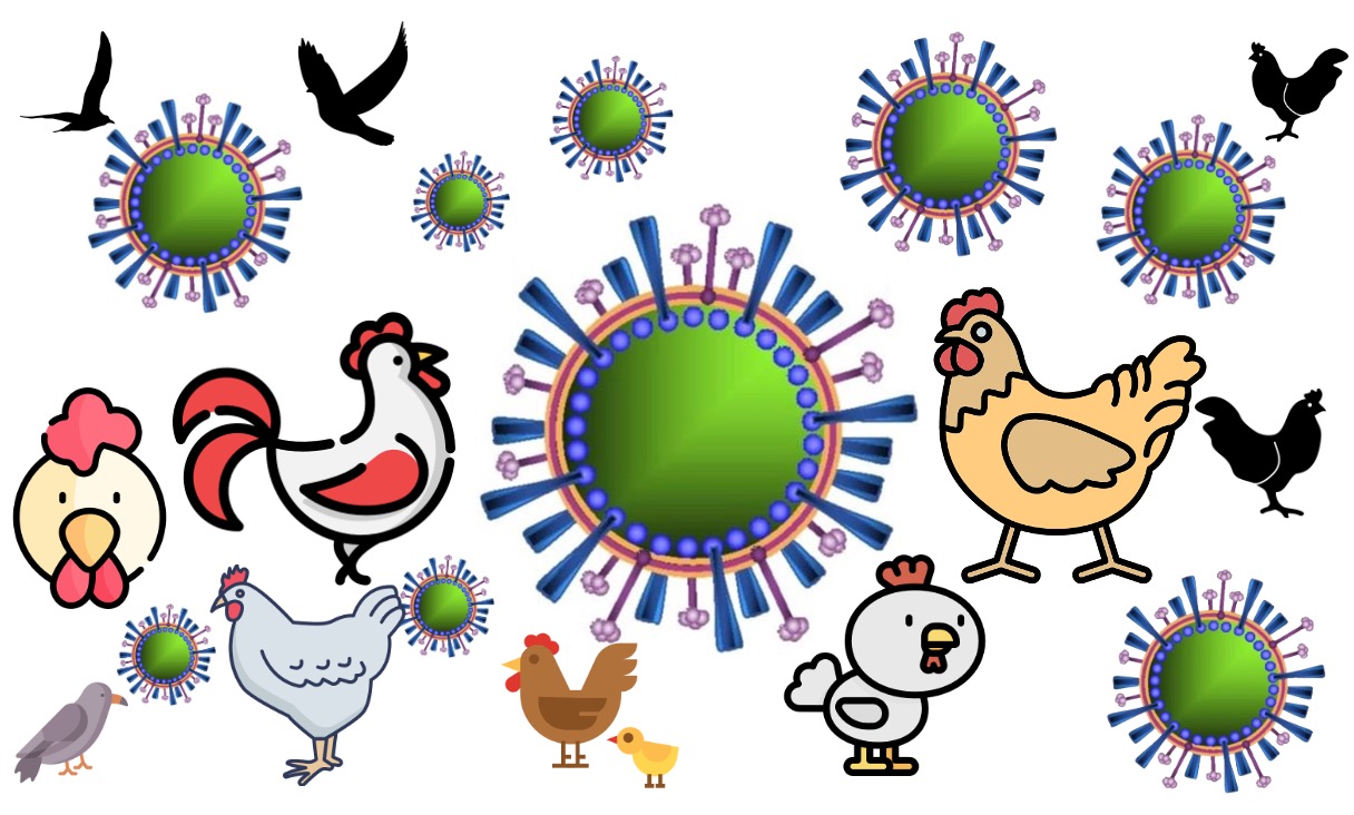 Chickens, birds, and avian flu viruses