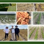 Climate-Smart Soybeans - thumbnail Images