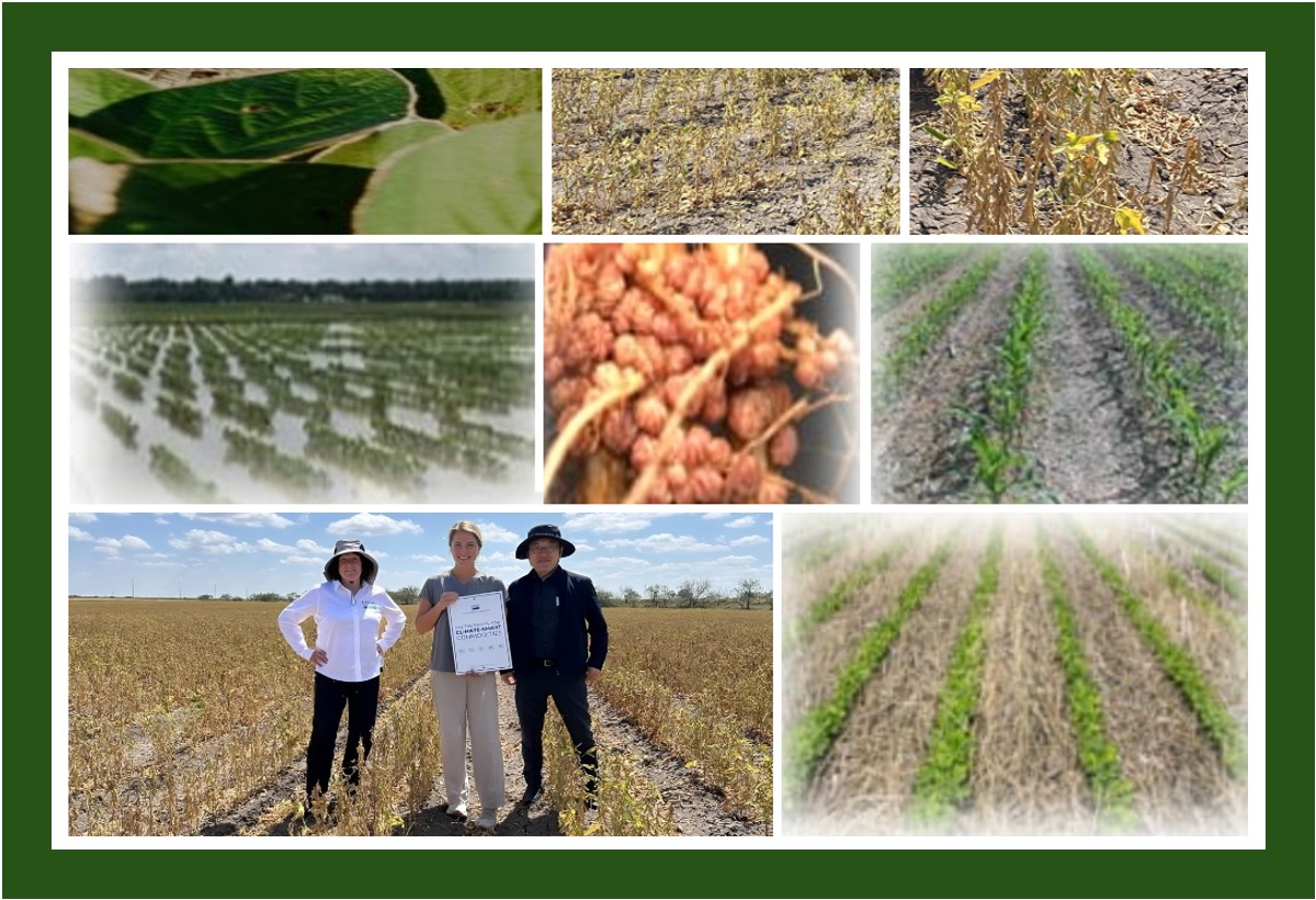 Climate-Smart Soybeans - thumbnail Images