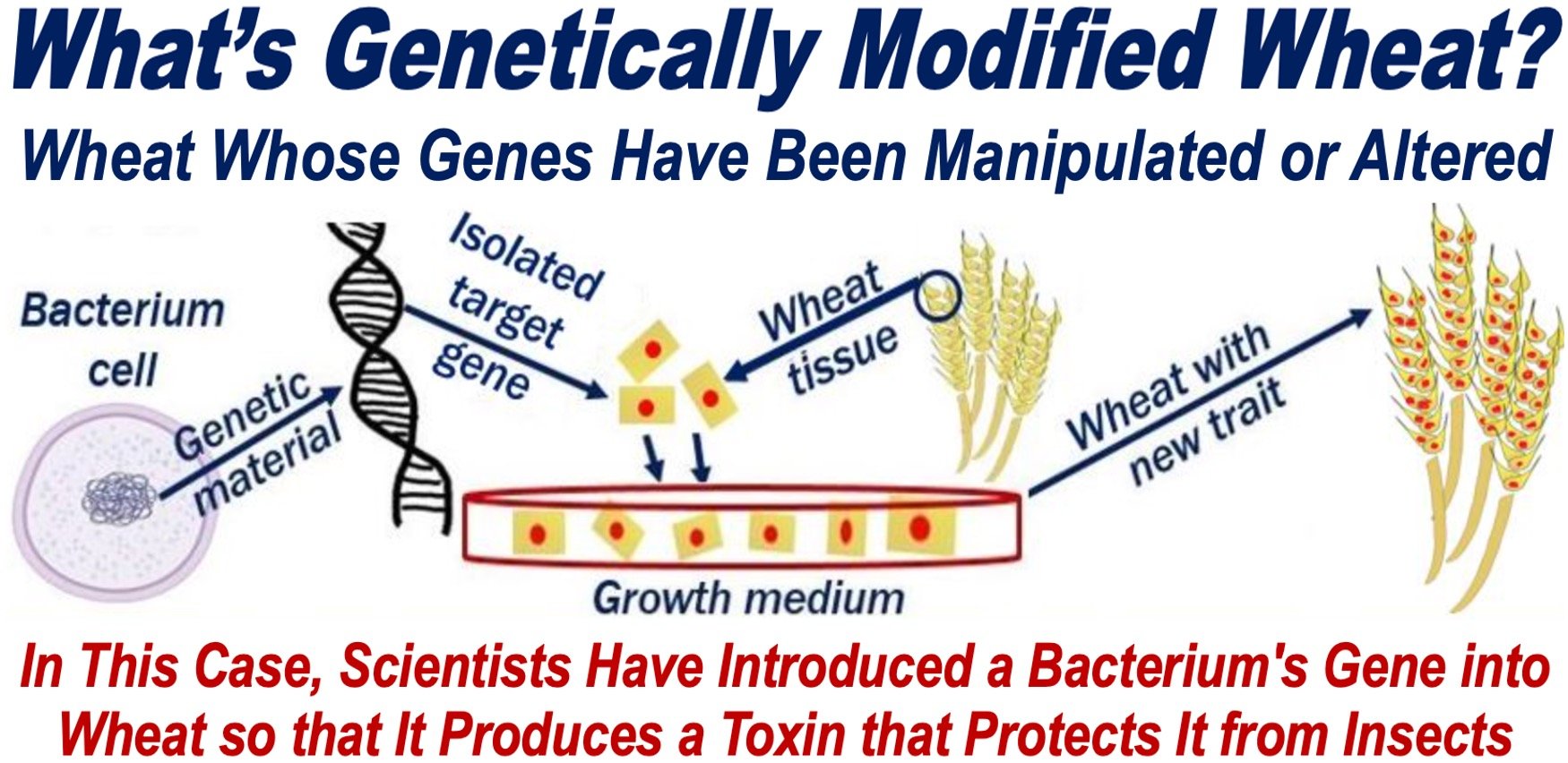 Images explaining how GM Wheat is created - article about Genetically Modified Crops.