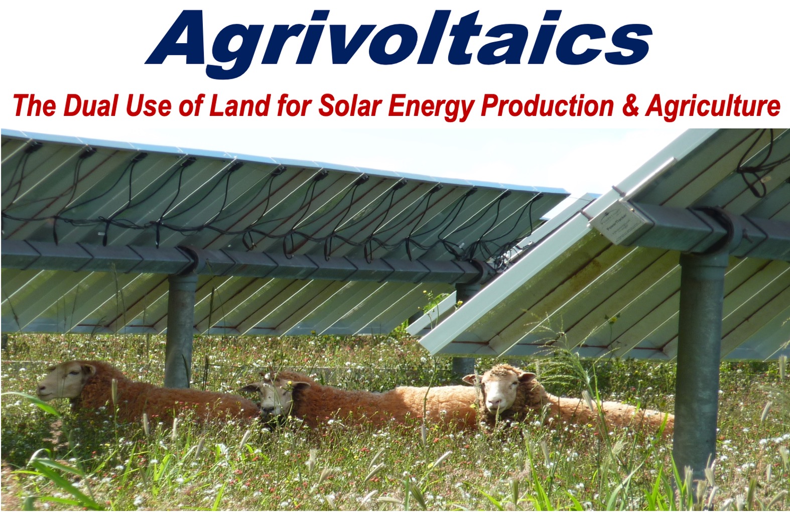 Sheep under solar panels - example of Agrivoltaics.