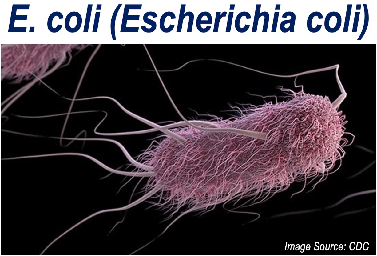 Image of E. coli