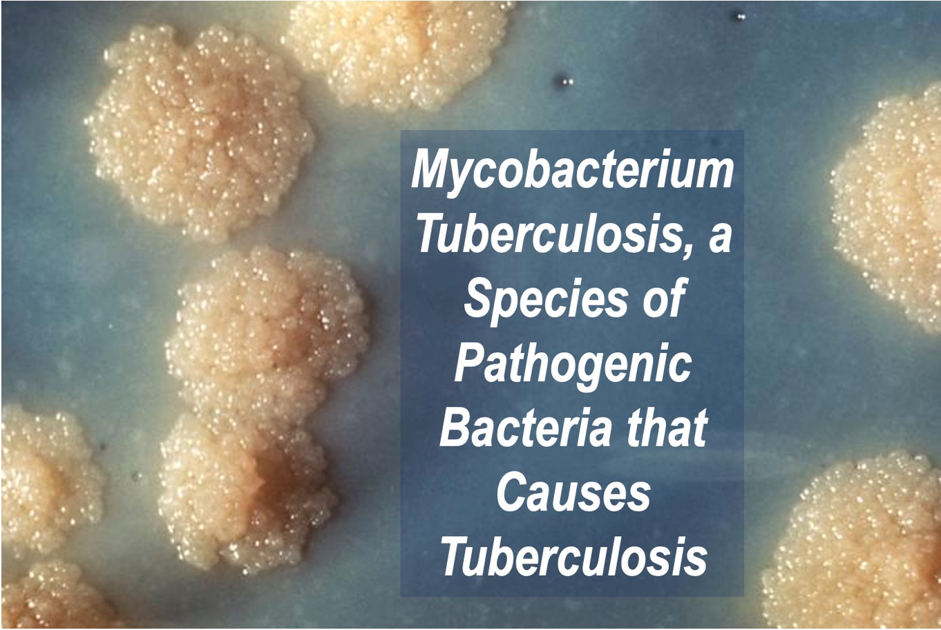 A close up photo of a Mycobacterium tuberculosis bacteria culture, which cause tuberculosis.