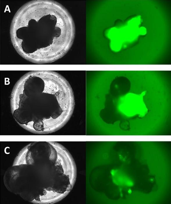 three groups based on their RAX expression, as determined from fluorescent images: Category A (broad RAX expression, high quality), Category B (moderate RAX expression, medium quality), and Category C (limited RAX expression, low quality).