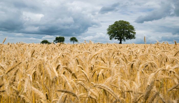 Thumbnail Image - article about Global Food Yields.