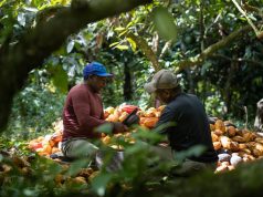 Harvesting cocoa in agroforests of Bahia Brazil