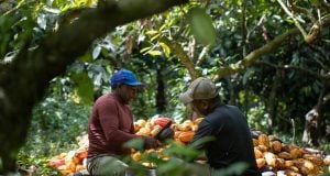 Harvesting cocoa in agroforests of Bahia Brazil