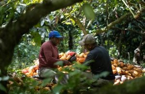 Harvesting cocoa in agroforests of Bahia Brazil