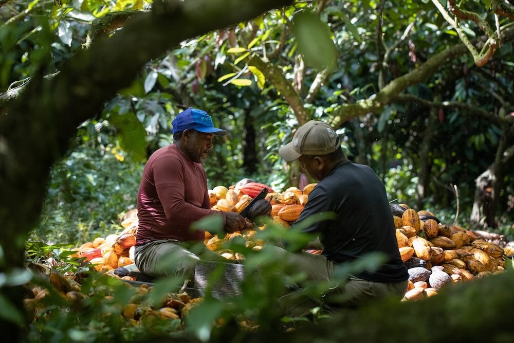 Harvesting cocoa in agroforests of Bahia Brazil