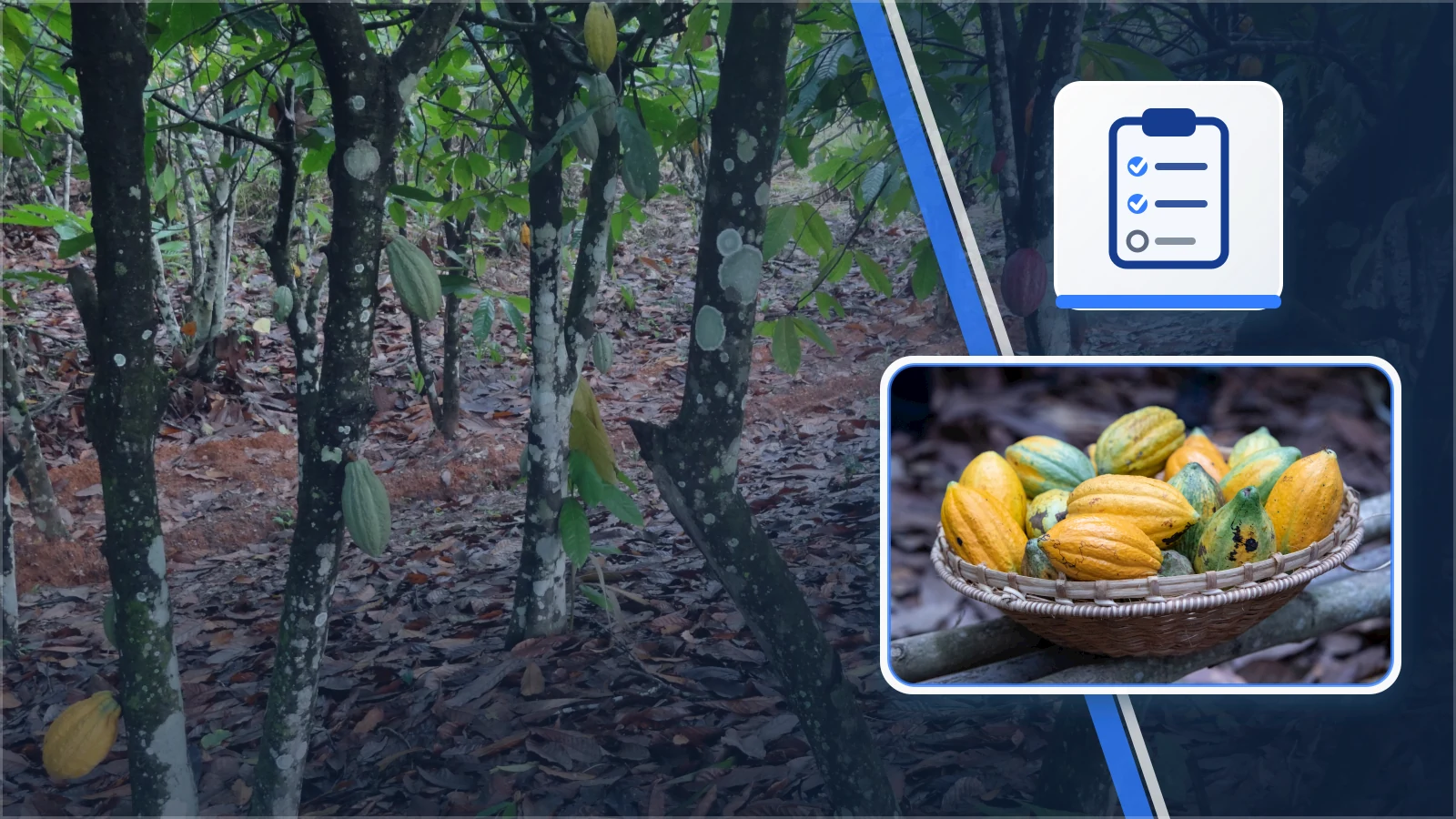 Editorial composite of cocoa trees and harvested cocoa pods in Côte d'Ivoire with a checklist symbol representing field monitoring.