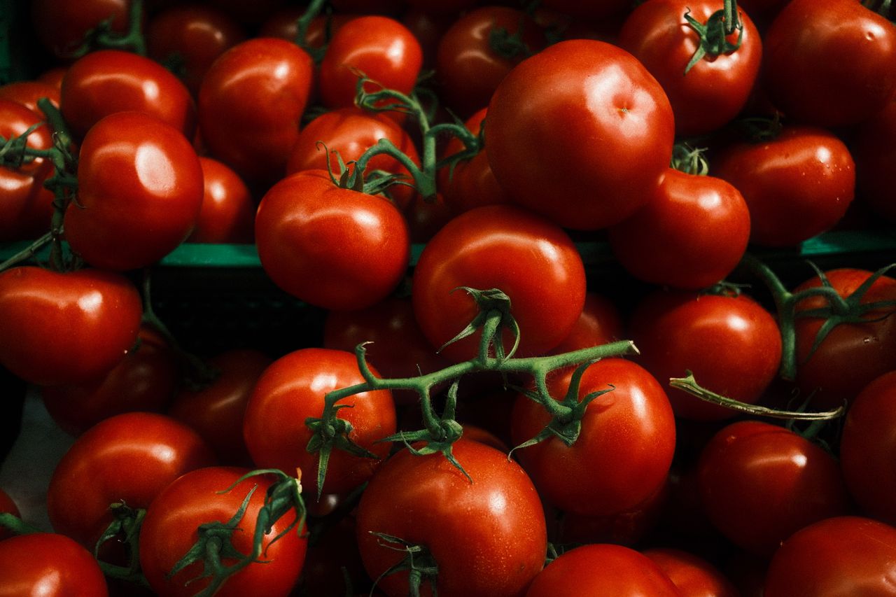 red tomatoes on the vine