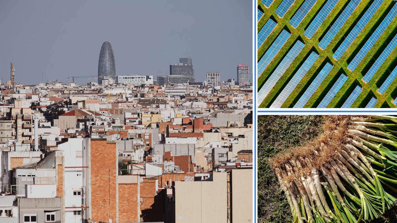 Editorial composite of Barcelona’s skyline beside separate panels showing solar arrays and freshly harvested calçots.
