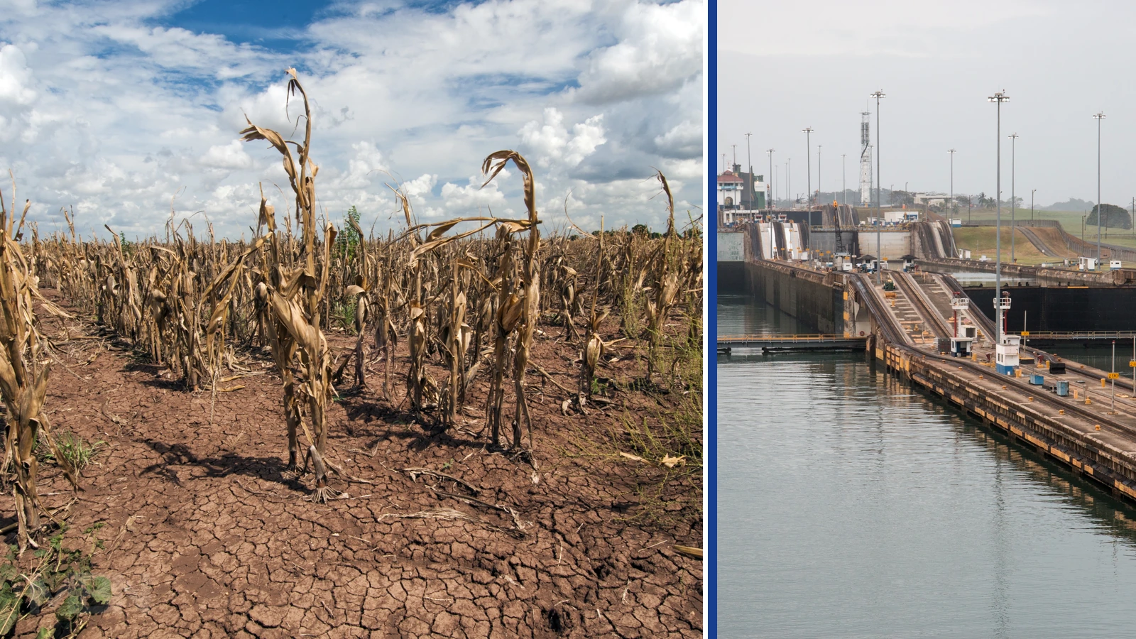 Editorial composite of withered corn plants and cracked soil beside a separate photograph of Panama Canal locks and water.