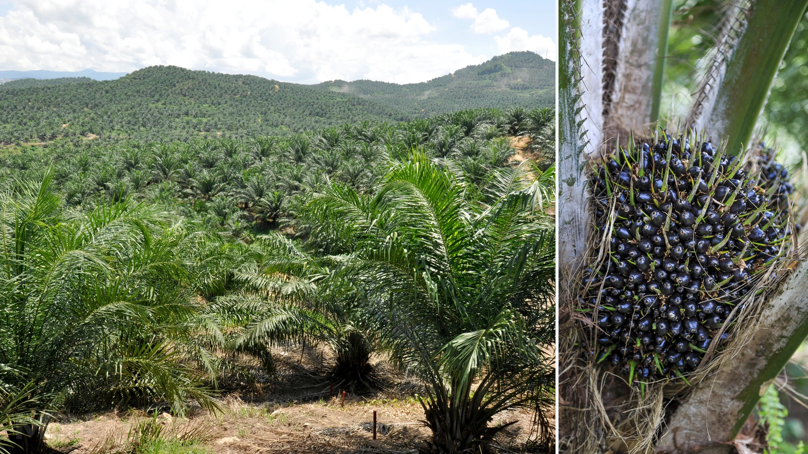 Editorial composite of a Malaysian oil palm plantation across green hills beside a separate close-up of palm fruit. Plantation: T. R. Shankar Raman, CC BY-SA 4.0, https://commons.wikimedia.org/wiki/File:OilPalm_DSC_9183.JPG. Fruit: Photo by CEphoto, Uwe Aranas, CC BY-SA 3.0, https://commons.wikimedia.org/wiki/File:Kimanis_Sabah_Palm-oil-fruits-of-Kimanis-Estate-01.jpg. Archive photographs, cropped and colour-adjusted by MBN. Adapted cover: CC BY-SA 4.0, https://creativecommons.org/licenses/by-sa/4.0/; original fruit licence: https://creativecommons.org/licenses/by-sa/3.0/.