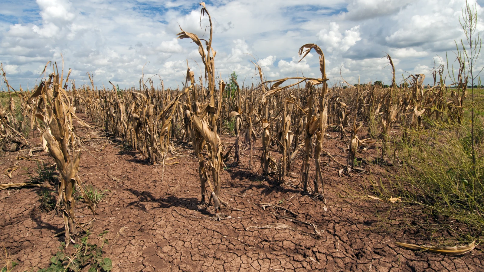 Drought-damaged maize and cracked soil in Texas in 2013, used as a representative photograph; Bob Nichols/USDA, public domain.