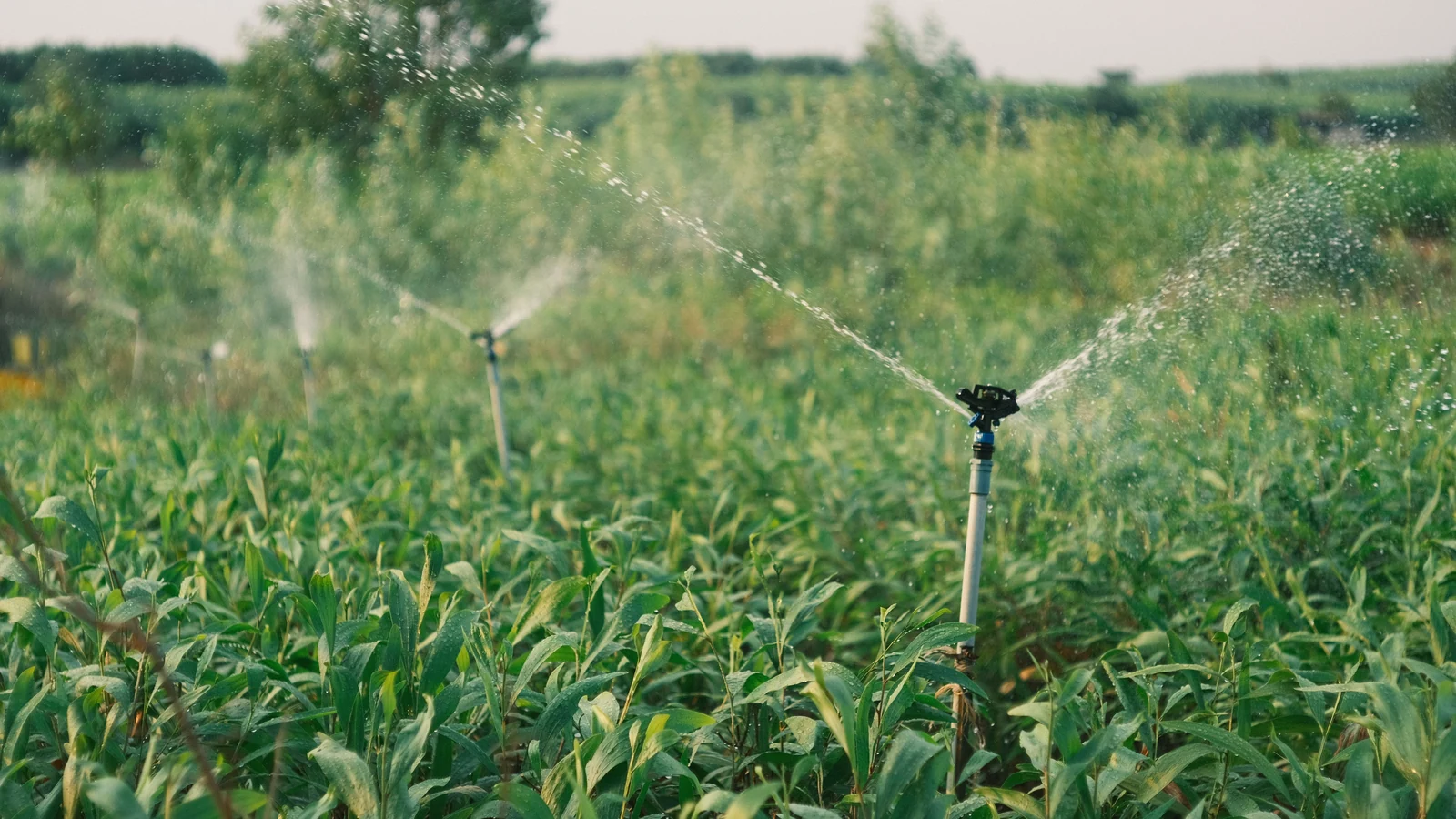Sprinklers spray water across rows of green crops, a representative stock photograph by Việt Anh Nguyễn/Pexels.