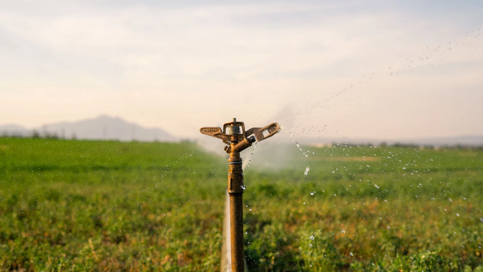 A sprinkler waters a green farm field, a representative stock photograph by Rodrigo Armendariz/Pexels.