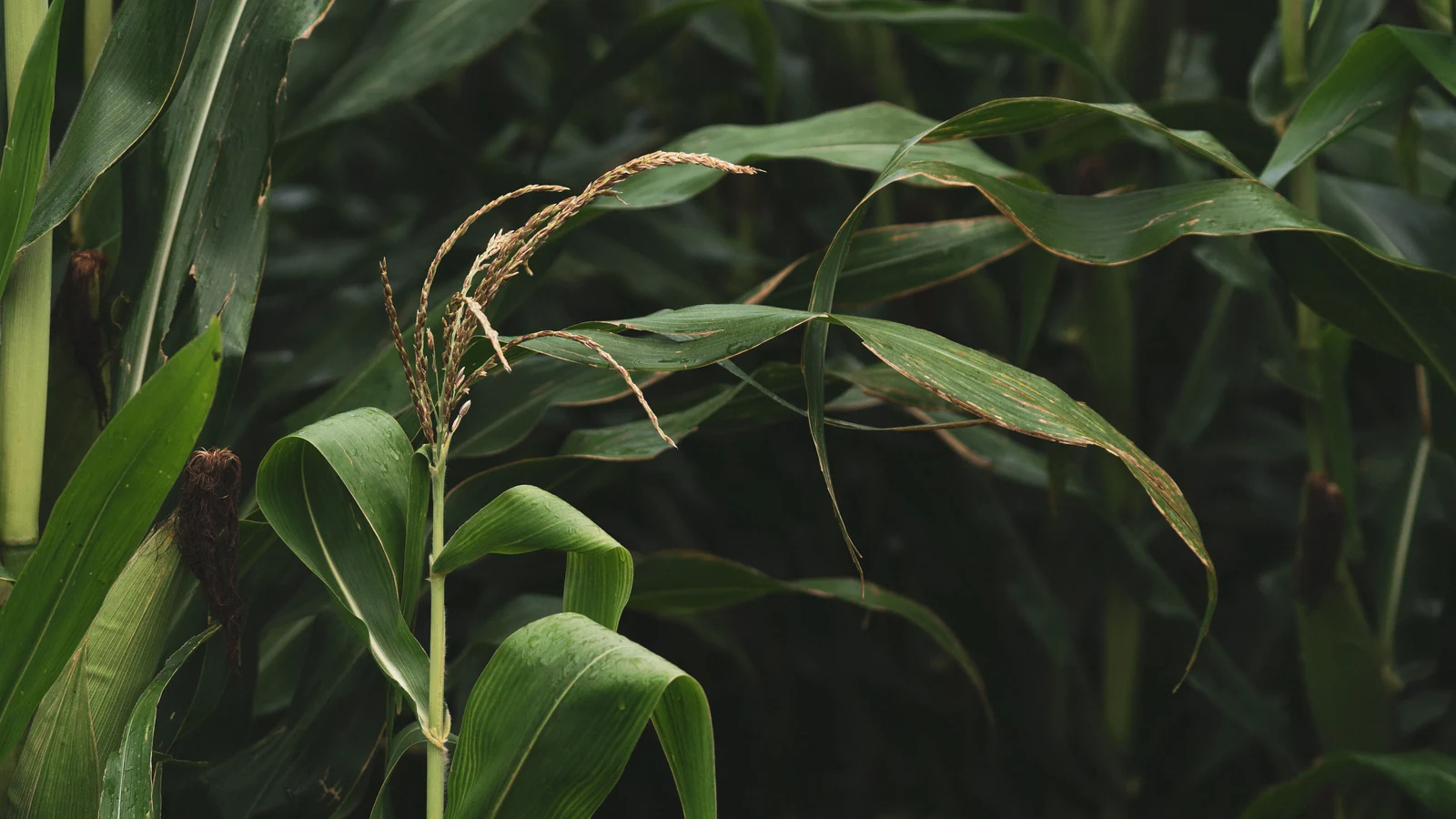 Green maize leaves and developing ears fill a field, a representative agricultural stock photograph by Los Muertos Crew on Pexels.