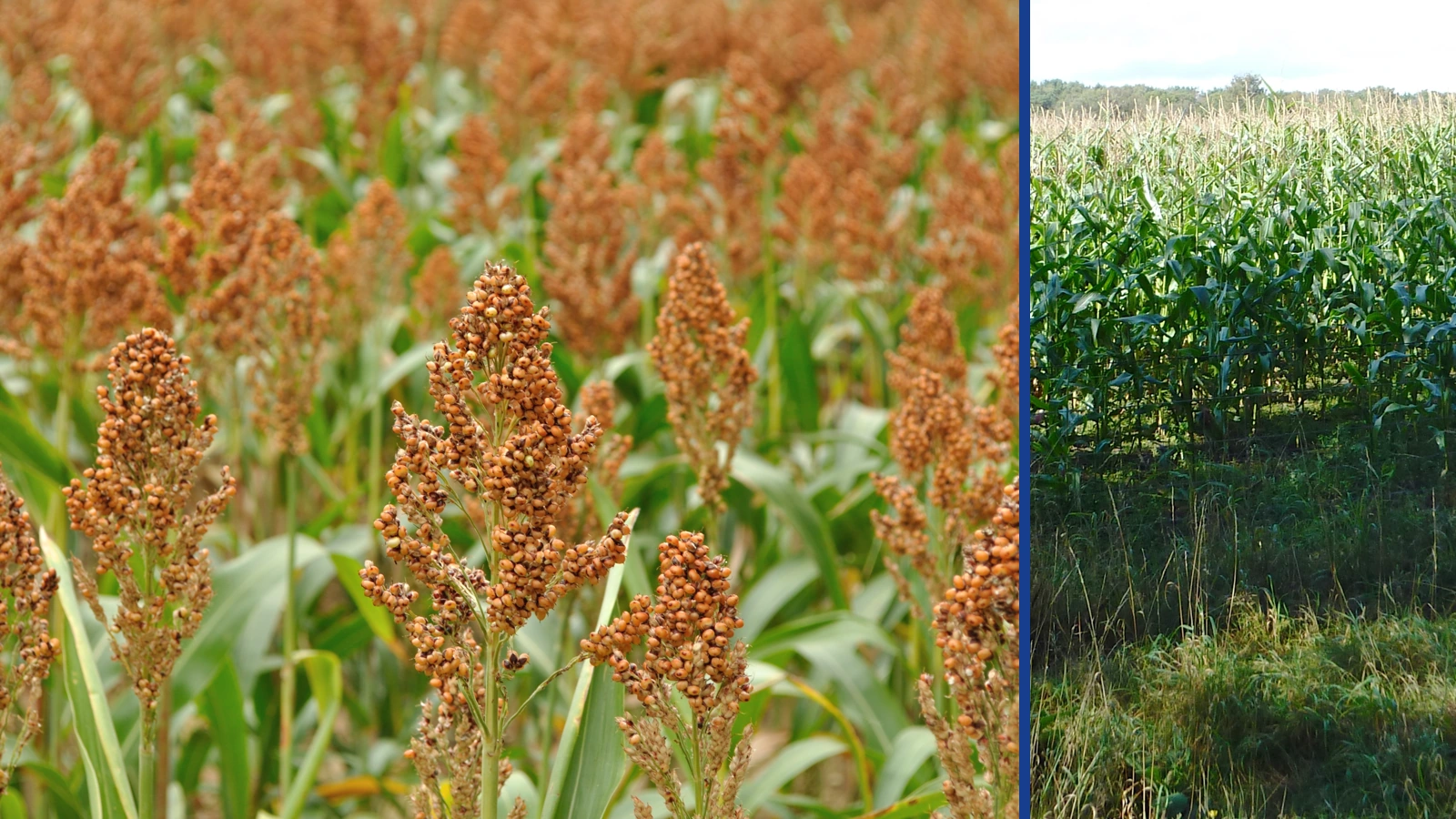 Editorial composite of reddish sorghum grain heads in a French field beside a separate view of green maize plants in England.
